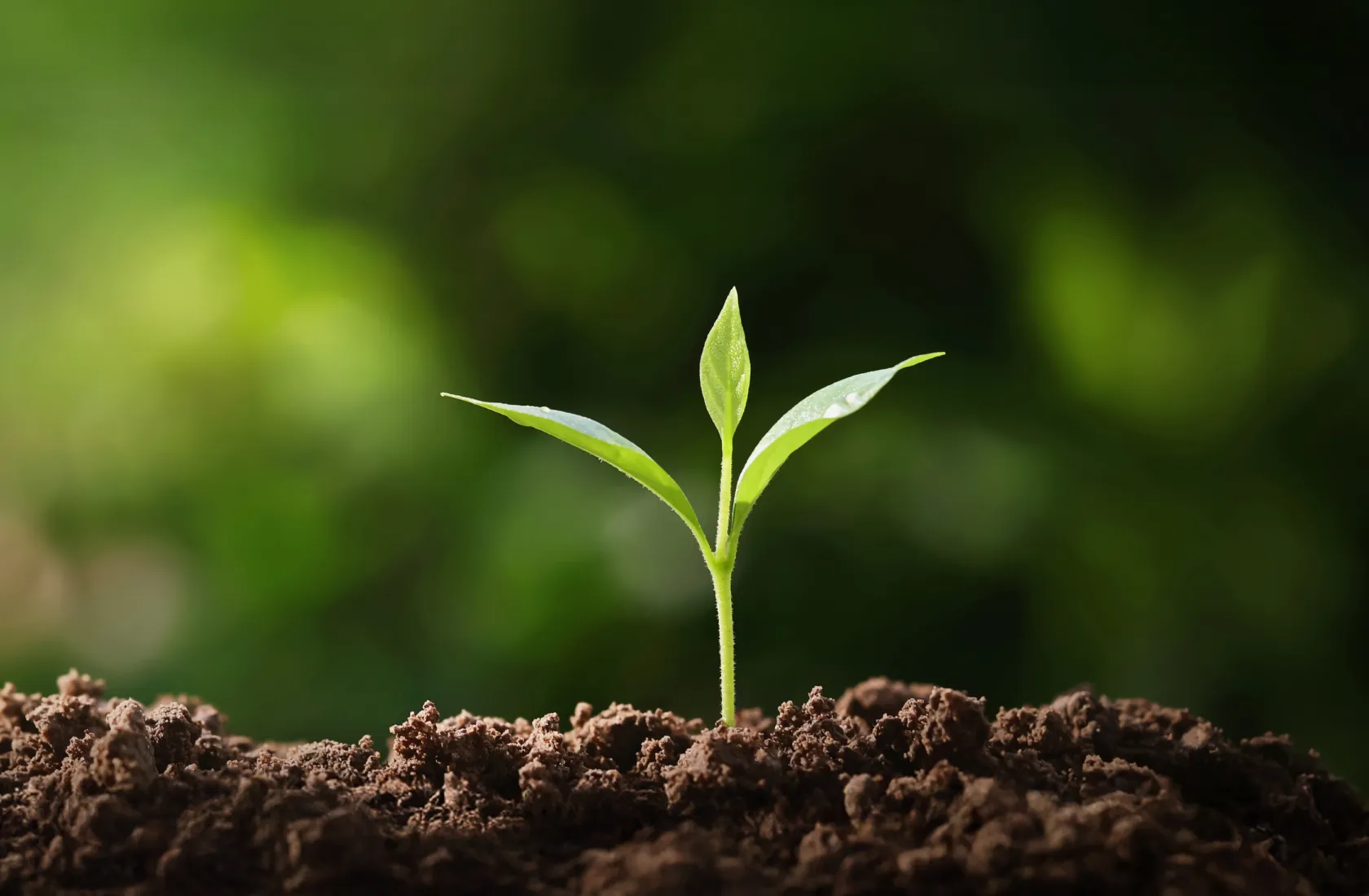 キービジュアル