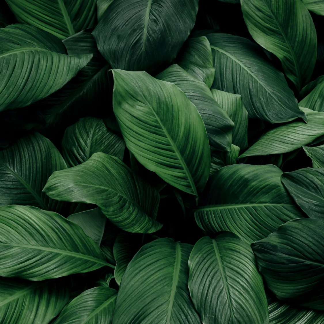 キービジュアル